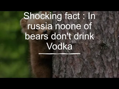 Shocking fact : In russia noone of bears don't drink Vodka