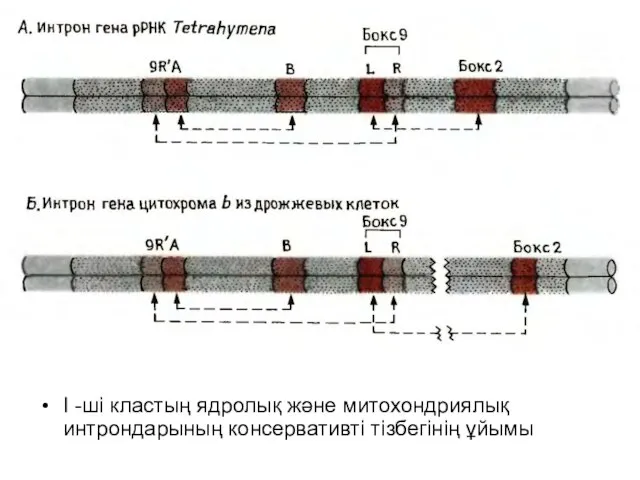 I -ші кластың ядролық және митохондриялық интрондарының консервативті тізбегінің ұйымы