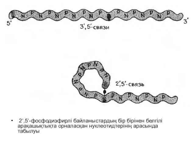 2‘,5‘-фосфодиэфирлі байланыстардың бір бірінен белгілі арақашықтықта орналасқан нуклеотидтерінің арасында табылуы