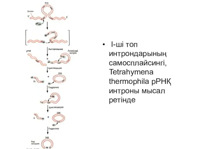 I-ші топ интрондарының самосплайсингі, Tetrahymena thermophila рРНҚ интроны мысал ретінде