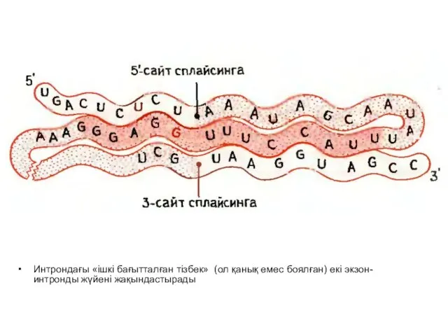 Интрондағы «ішкі бағытталған тізбек» (ол қанық емес боялған) екі экзон-интронды жүйені жақындастырады