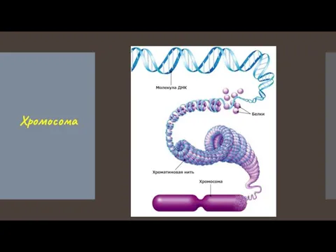 Хромосома