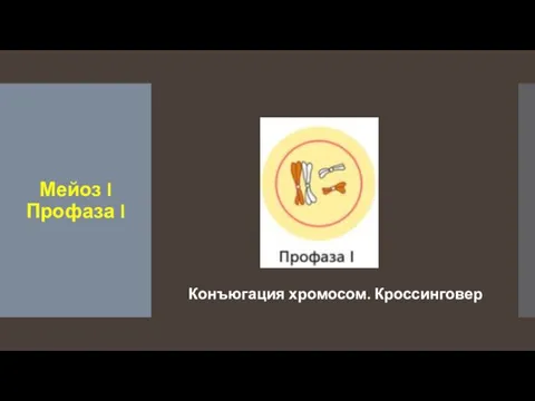 Мейоз I Профаза I Конъюгация хромосом. Кроссинговер