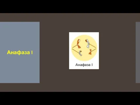 Анафаза I
