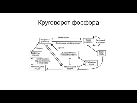 Круговорот фосфора