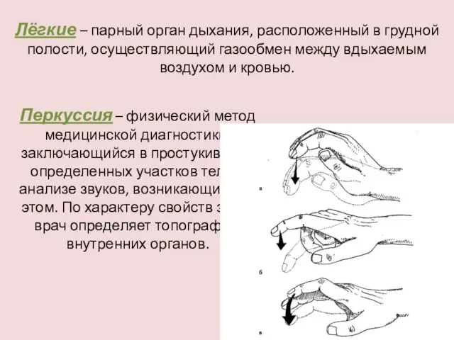 Лёгкие – парный орган дыхания, расположенный в грудной полости, осуществляющий газообмен между