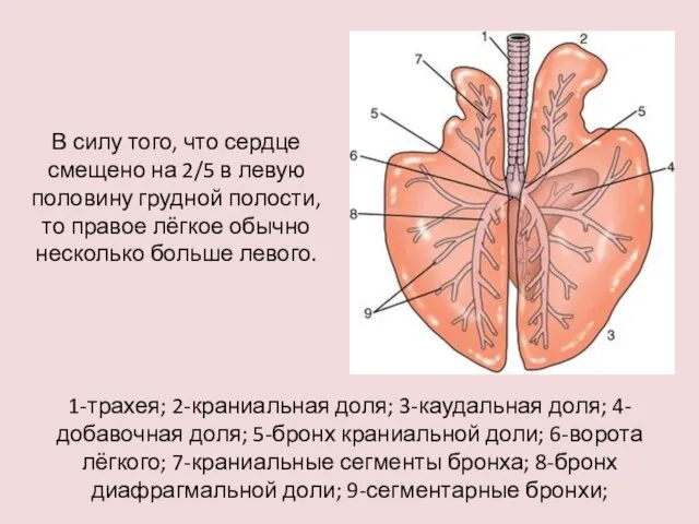 1-трахея; 2-краниальная доля; 3-каудальная доля; 4-добавочная доля; 5-бронх краниальной доли; 6-ворота лёгкого;