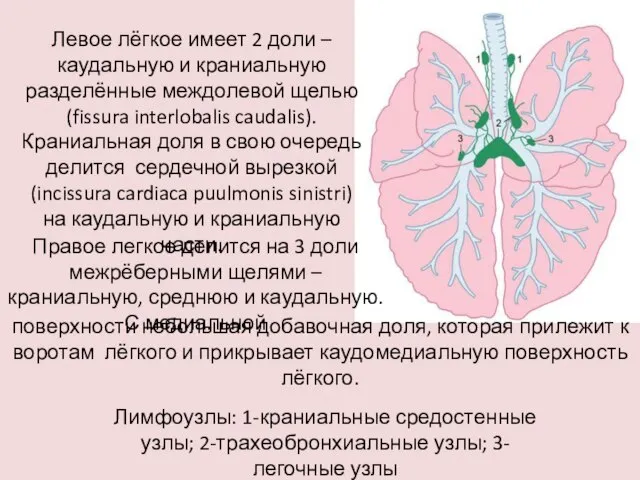 Левое лёгкое имеет 2 доли – каудальную и краниальную разделённые междолевой щелью