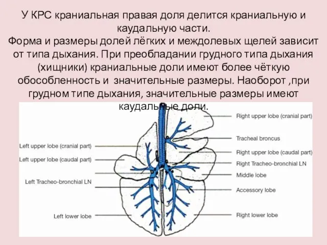 У КРС краниальная правая доля делится краниальную и каудальную части. Форма и