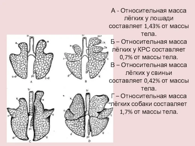 А - Относительная масса лёгких у лошади составляет 1,43% от массы тела.