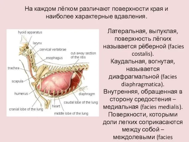 На каждом лёгком различают поверхности края и наиболее характерные вдавления. Латеральная, выпуклая,