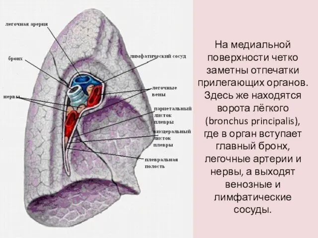 На медиальной поверхности четко заметны отпечатки прилегающих органов. Здесь же находятся ворота