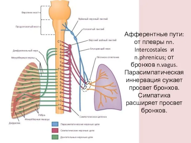 Афферентные пути: от плевры nn. Intercostales и n.phrenicus; от бронхов n.vagus. Парасимпатическая