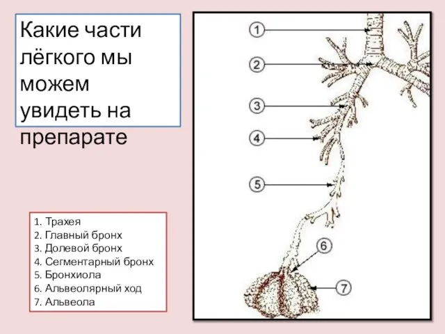 1. Трахея 2. Главный бронх 3. Долевой бронх 4. Сегментарный бронх 5.