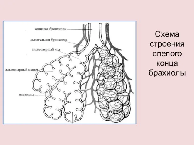 Схема строения слепого конца брахиолы