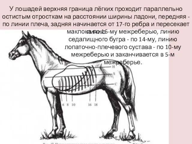 У лошадей верхняя граница лёгких проходит параллельно остистым отросткам на расстоянии ширины