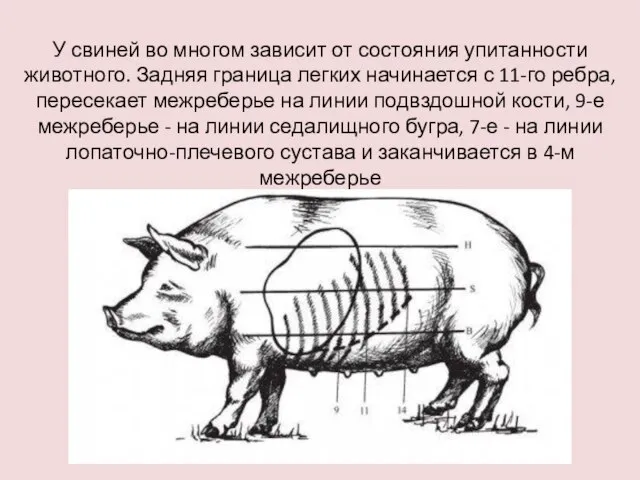 У свиней во многом зависит от состояния упитанности животного. Задняя граница легких