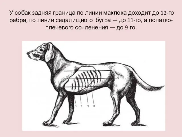 У собак задняя граница по линии маклока доходит до 12-го ребра, по