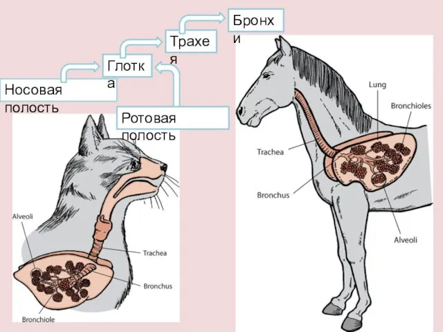 Носовая полость Глотка Трахея Бронхи Ротовая полость