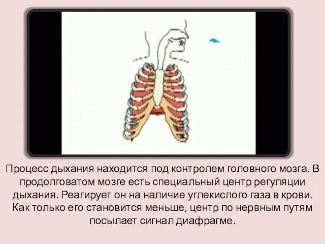 Процесс дыхания находится под контролем головного мозга. В продолговатом мозге есть специальный