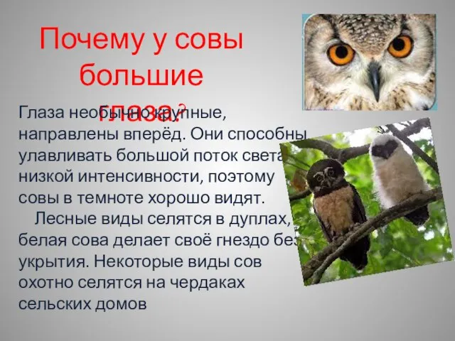 Почему у совы большие глаза? Глаза необычно крупные, направлены вперёд. Они способны