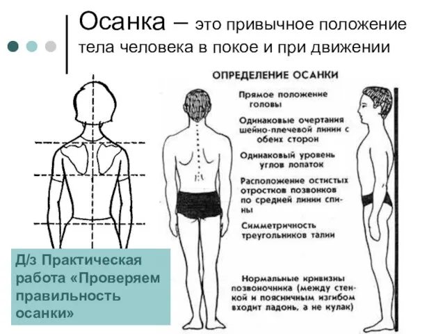 Осанка – это привычное положение тела человека в покое и при движении