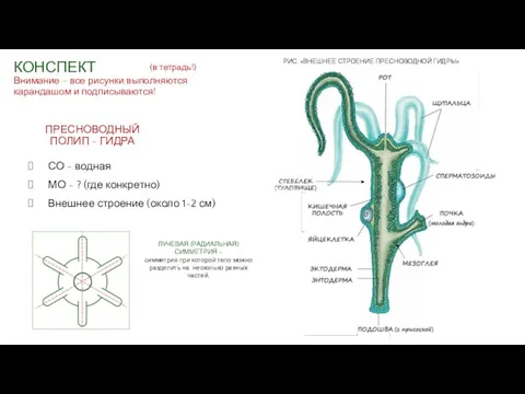 СО - водная МО - ? (где конкретно) Внешнее строение (около 1-2