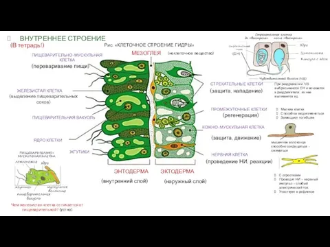 ВНУТРЕННЕЕ СТРОЕНИЕ Рис. «КЛЕТОЧНОЕ СТРОЕНИЕ ГИДРЫ» ПИЩЕВАРИТЕЛЬНО-МУСКУЛЬНАЯ КЛЕТКА (переваривание пищи) ЖЕЛЕЗИСТАЯ КЛЕТКА