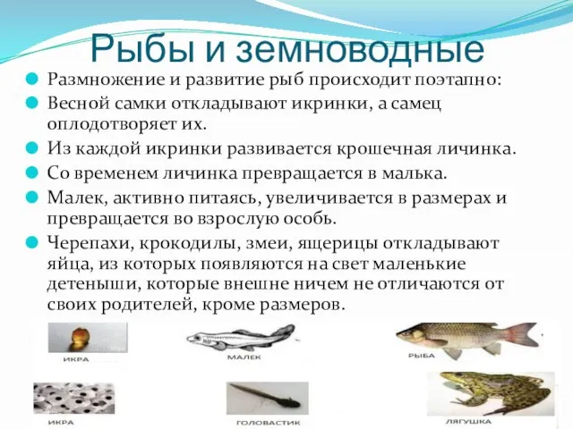 Рыбы и земноводные Размножение и развитие рыб происходит поэтапно: Весной самки откладывают