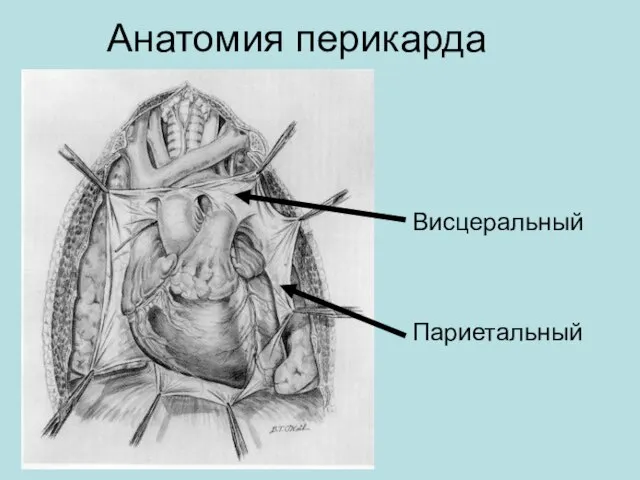 Анатомия перикарда Висцеральный Париетальный