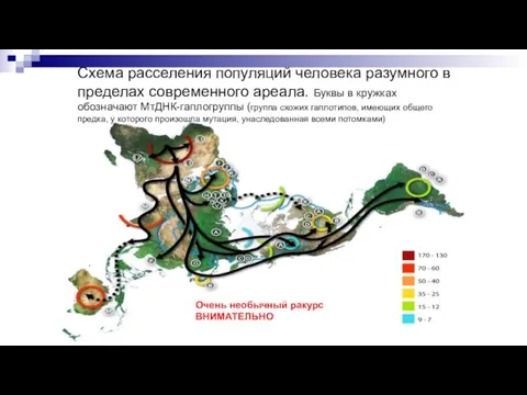 Схема расселения популяций человека разумного в пределах современного ареала. Буквы в кружках