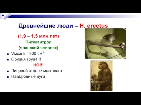 Древнейшие люди – H. erectus (1,9 – 1,5 млн.лет) Питекантроп (яванский человек)