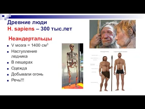 Древние люди H. sapiens – 300 тыс.лет Неандертальцы V мозга = 1400