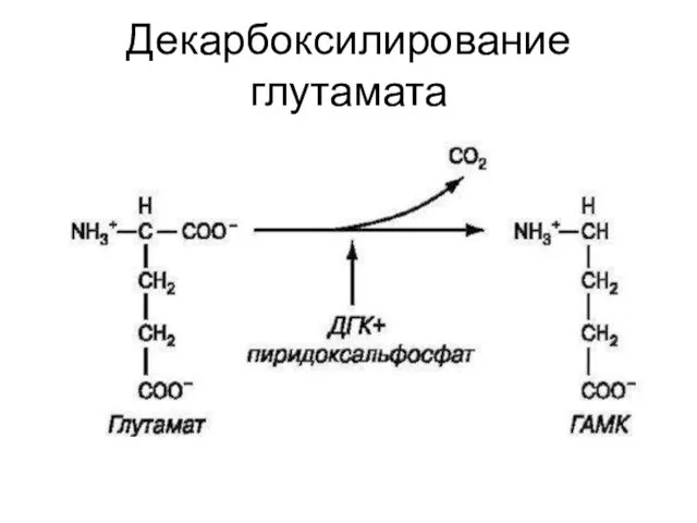 Декарбоксилирование глутамата