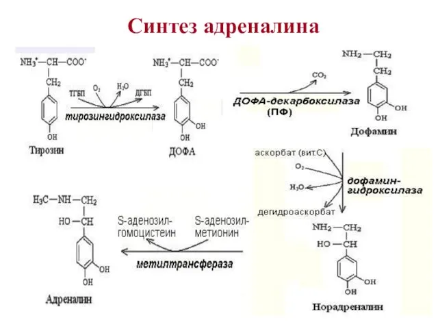 Синтез адреналина