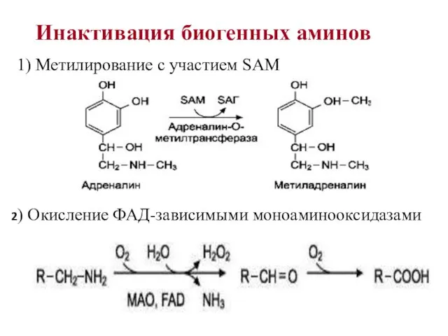 Инактивация биогенных аминов 1) Метилирование с участием SAM 2) Окисление ФАД-зависимыми моноаминооксидазами