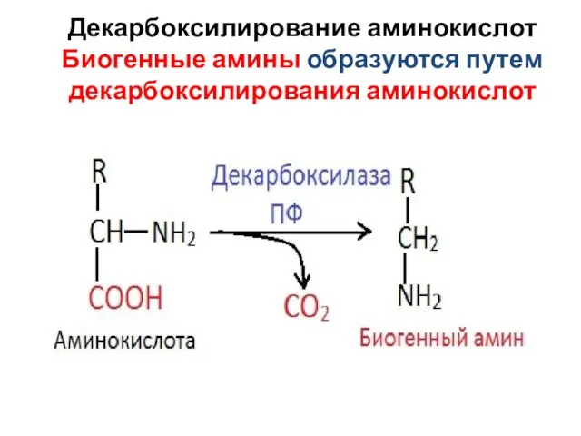Декарбоксилирование аминокислот Биогенные амины образуются путем декарбоксилирования аминокислот