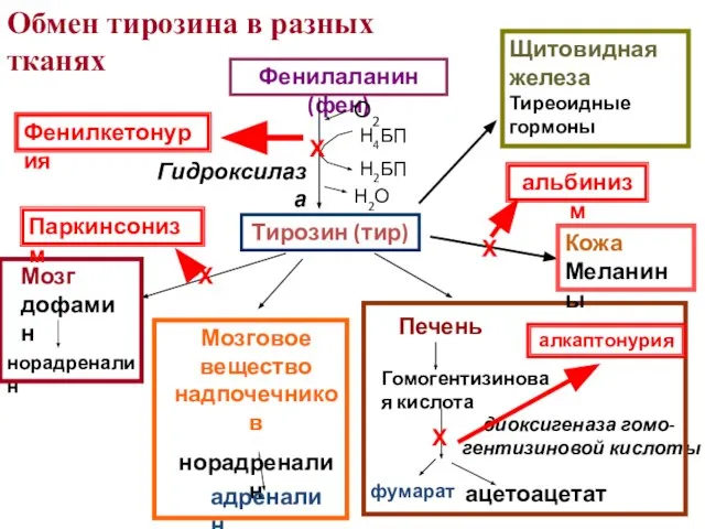 Обмен тирозина в разных тканях Фенилаланин (фен) Тирозин (тир) О2 Н2О Н4БП