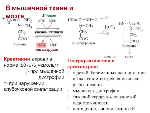 В мышечной ткани и мозге Креатинин в крови в норме: 50 -175