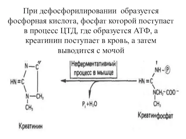 При дефосфорилировании образуется фосфорная кислота, фосфат которой поступает в процесс ЦТД, где