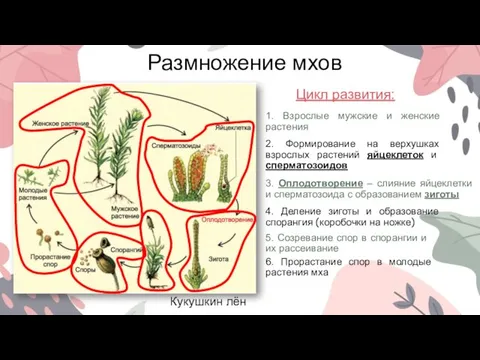 Размножение мхов Кукушкин лён Цикл развития: 1. Взрослые мужские и женские растения