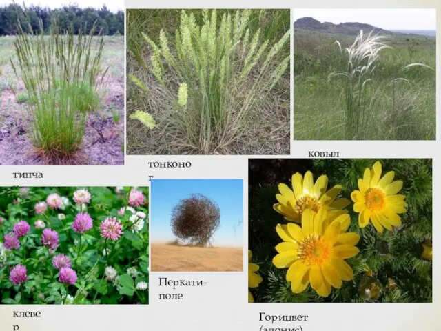 типчак тонконог ковыль клевер Перкати-поле Горицвет(адонис)