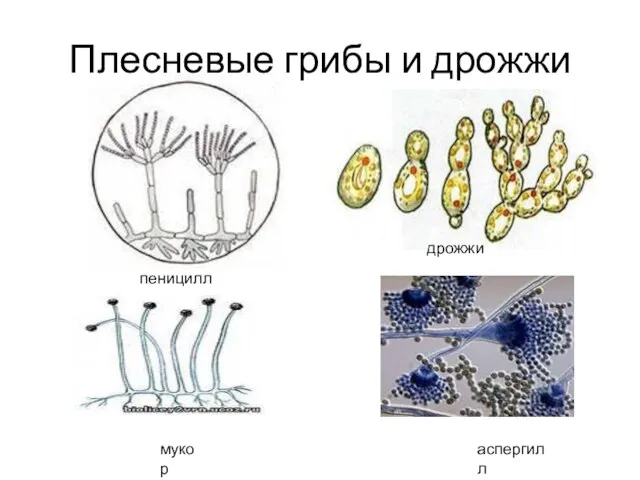 Плесневые грибы и дрожжи пеницилл дрожжи мукор аспергилл