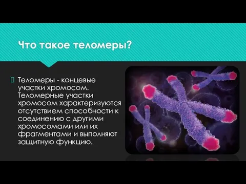 Что такое теломеры? Теломеры - концевые участки хромосом. Теломерные участки хромосом характеризуются