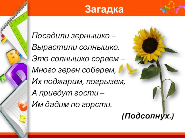 Загадка Посадили зернышко – Вырастили солнышко. Это солнышко сорвем – Много зерен