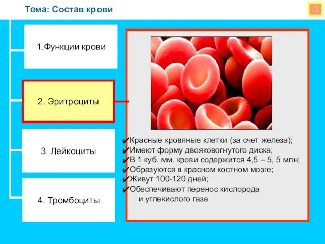  Тема: Состав крови Красные кровяные клетки (за счет железа); Имеют форму