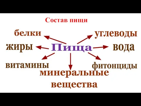 Пища углеводы белки жиры витамины минеральные вещества вода фитонциды Состав пищи