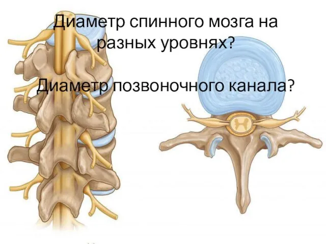 Диаметр спинного мозга на разных уровнях? Диаметр позвоночного канала?