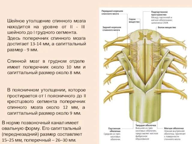 Шейное утолщение спинного мозга находится на уровне от II - III шейного