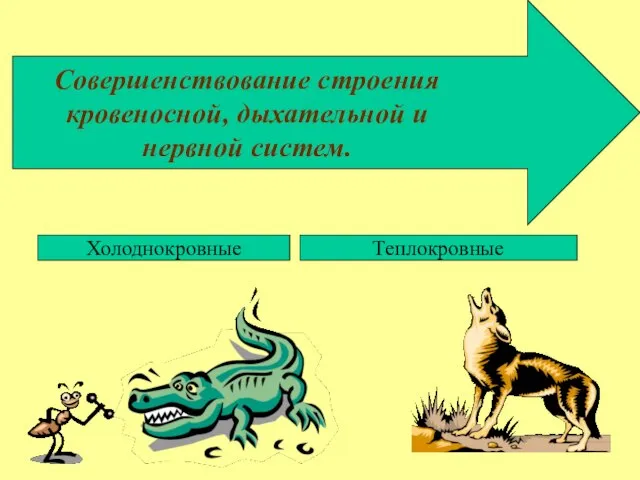 Совершенствование строения кровеносной, дыхательной и нервной систем. Холоднокровные Теплокровные